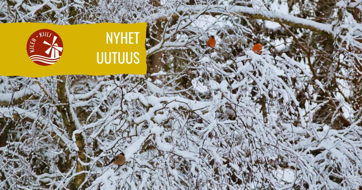 Snötäckta träd med domherrar på Kilens hembygdsgård i Sideby – vintervy  |  Lumiset puut ja punatulkkuja Kilin kotiseutumuseolla Siipyyssä – talvimaisema  | Snow-covered trees with bullfinches at Kilen’s homestead museum in Sideby – winter scene