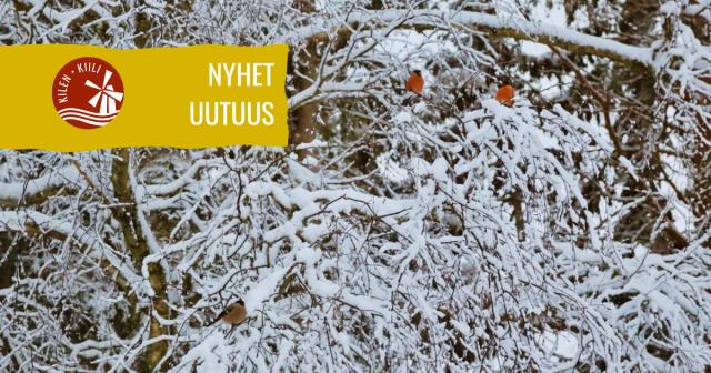 Snötäckta träd med domherrar på Kilens hembygdsgård i Sideby – vintervy  |  Lumiset puut ja punatulkkuja Kilin kotiseutumuseolla Siipyyssä – talvimaisema  | Snow-covered trees with bullfinches at Kilen’s homestead museum in Sideby – winter scene